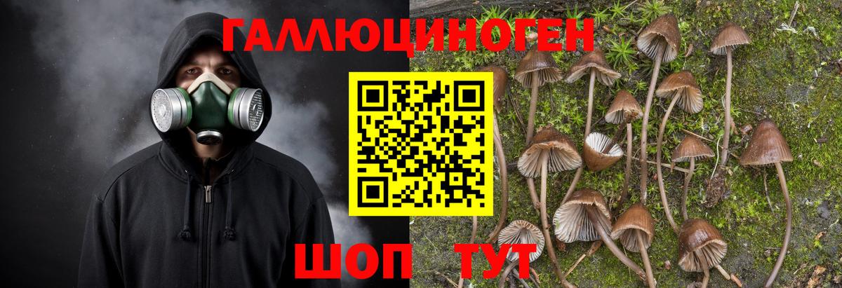 Псилоцибиновые грибы GOLDEN TEACHER Торжок